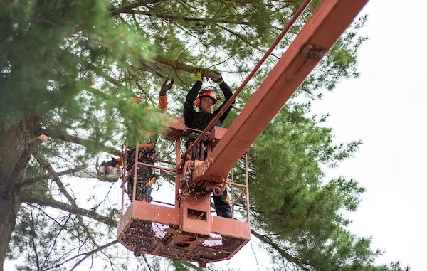 Tree Lopping